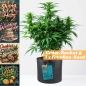 Preview: Grow Bucket Living Soil organic